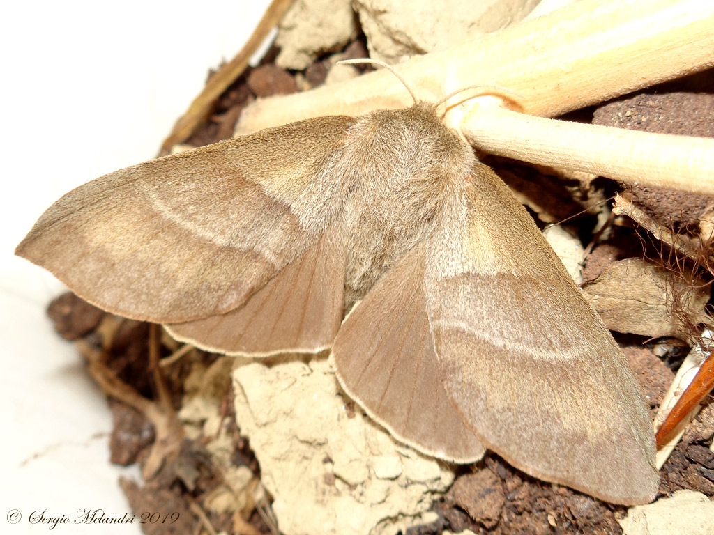 ID Falena:  Macrothylacia rubi - Lasiocampidae